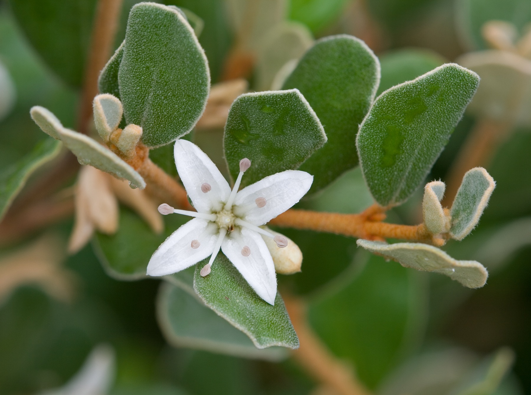 A single open white correa flower with four star-like reflexed petals and pink-tipped stamens, against soft green foliage