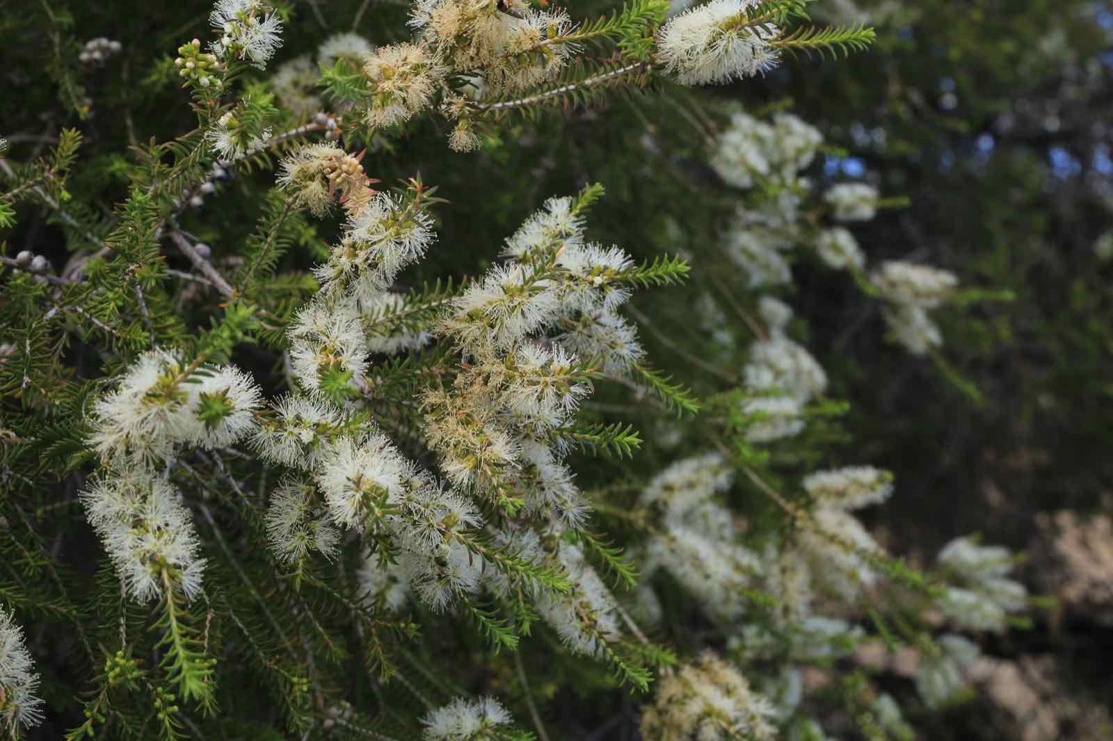 Creamy white bottlebrush-like moonah flowers covering fine needle-like foliage